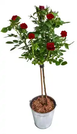 Kaufland Rosen im Topf Angebot