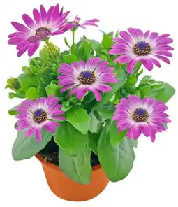Kaufland Bornholmer Margeriten Angebot