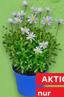 Kaufland Kapastern Angebot