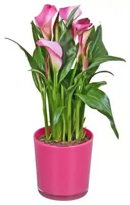 Kaufland Calla im Glas-Übertopf Angebot
