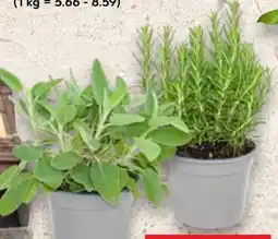 Kaufland Kräuter im Topf Angebot
