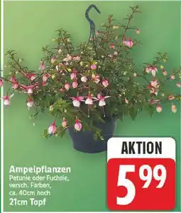 E-Center Ampelpflanzen Angebot