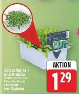 E-Center Salatpflanzen und kräuter Angebot