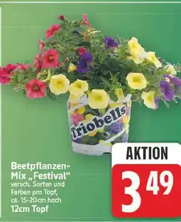 E-Center Beetpflanzen-mix festival Angebot