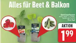 E-Center Gemüsepflanzen Angebot