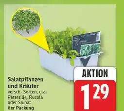 Edeka Salatpflanzen und kräuter Angebot