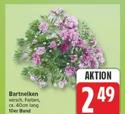 Edeka Bartnelken Angebot