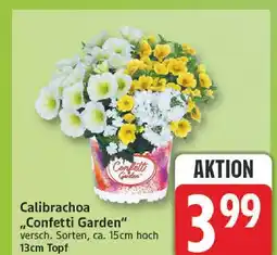 Edeka Calibrachoa 'confetti garden' Angebot