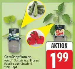 Edeka Gemüsepflanzen Angebot
