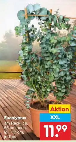 Netto Marken-Discount Eucalyptus am reck Angebot