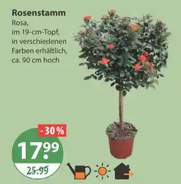 V Markt Rosenstamm Angebot