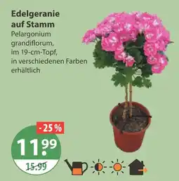 V Markt Edelgeranie auf stamm Angebot