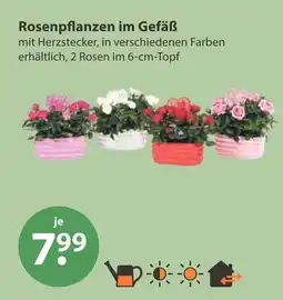 V Markt Rosenpflanzen im gefäß Angebot