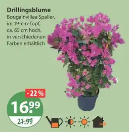 V Markt Drillingsblume Angebot