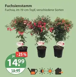 V Markt Fuchsienstamm Angebot