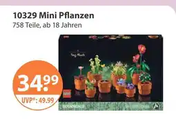 V Markt 10329 mini pflanzen Angebot