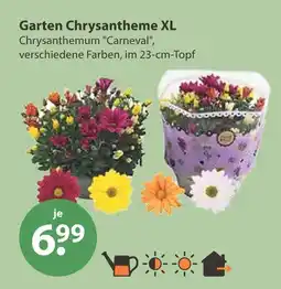 V Markt Garten chrysantheme xl Angebot