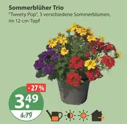 V Markt Sommerblüher trio Angebot