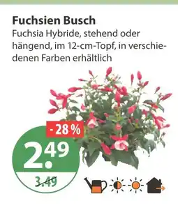 V Markt Fuchsien busch Angebot