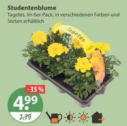 V Markt Studentenblume Angebot