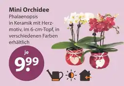 V Markt Mini orchidee Angebot