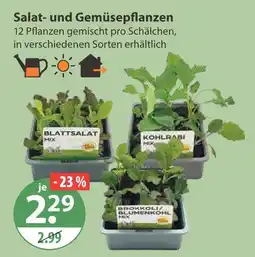 V Markt Salat- und gemüsepflanzen Angebot