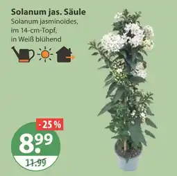 V Markt Solanum jas. säule Angebot
