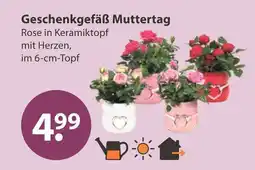V Markt Geschenkgefäß muttertag Angebot
