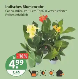 V Markt Indisches blumenrohr Angebot