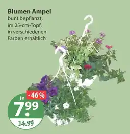V Markt Blumen ampel Angebot