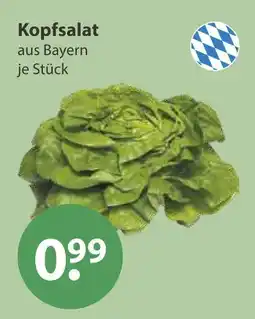 V Markt Kopfsalat Angebot