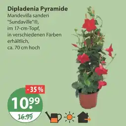 V Markt Dipladenia pyramide Angebot