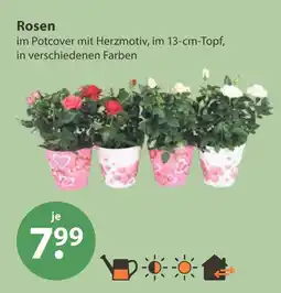 V Markt Rosen Angebot