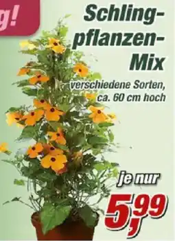 Posten Börse Schlingpflanzen Mix Angebot