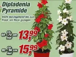Posten Börse Dipladenia Pyramide Angebot