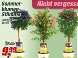 Posten Börse Sommerblumen Stämme Angebot
