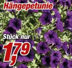 Posten Börse Hängepetunie Angebot