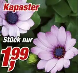 Posten Börse Kapaster Angebot