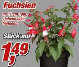 Posten Börse Fuchsien Angebot