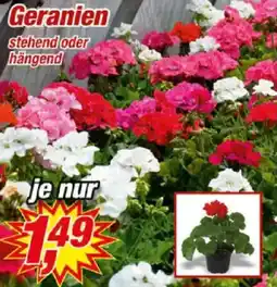 Posten Börse Geranien Angebot