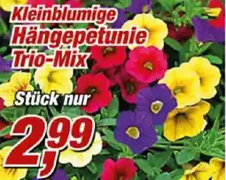 Posten Börse Kleinblumige Hängepetunie Trio-Mix Angebot
