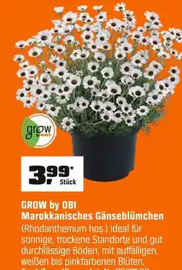 OBI Grow by obi marokkanisches gänseblümchen Angebot