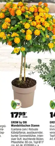 OBI Grow by obi wandelröschen stamm Angebot