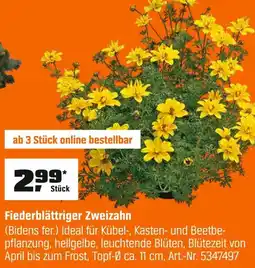 OBI Fiederblättriger zweizahn Angebot
