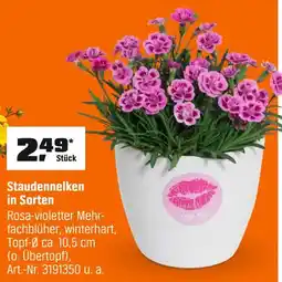OBI Staudennelken Angebot