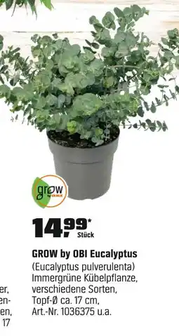 OBI Grow by obi eucalyptus Angebot