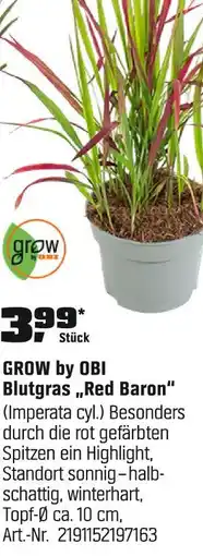 OBI Grow by obi blutgras 'red baron' Angebot