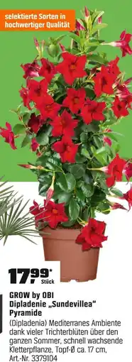 OBI Grow by obi dipladenie sundevillea pyramide Angebot