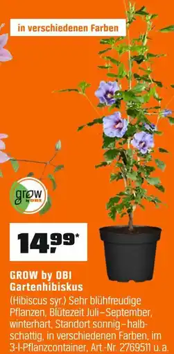 OBI Obi gartenhibiskus Angebot