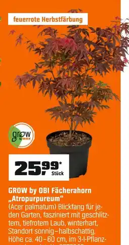 OBI Grow by obi fächerahorn 'atropurpureum' Angebot